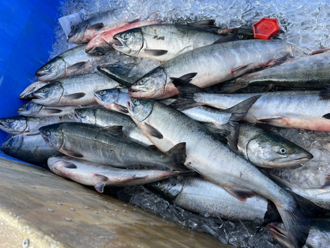 鮭 アキアジ オス 塩処理 3キロ前後 冷凍 北海道産のサーモン 鮭 食べチョク 産地直送 産直 お取り寄せ通販 農家 漁師から旬の食材を直送