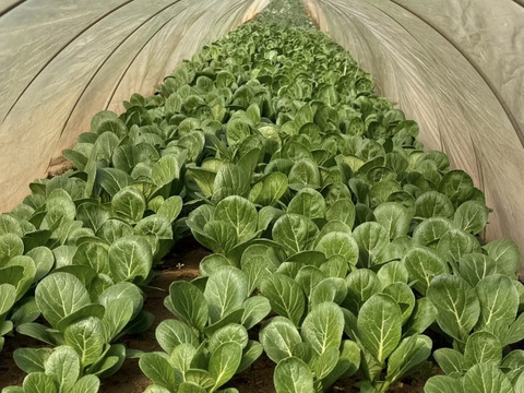 【新鮮！】農薬・化学肥料不使用 小松菜 3kg【冬ギフト】