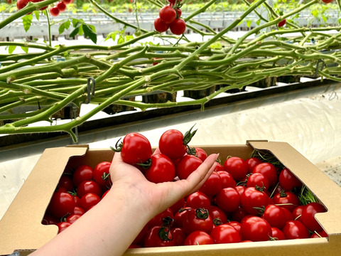 【糖度と旨味を凝縮！】👑こだわり👑アザミュートマト🍅3kg