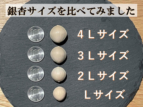 今年度最終出荷!数量限定】祖父江の銀杏《藤九郎》【特大大粒4L 今年度最終出荷!数量限定】祖父江の銀杏《藤九郎》【特大大粒4L