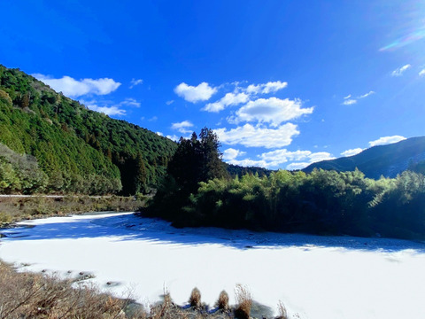 【樹上完熟】四万十柚子５ｋｇ ご家庭用 農薬不使用 自然栽培 四万十産