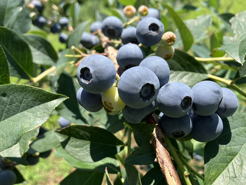 【栽培期間中農薬・化成肥料不使用】八ヶ岳南麓日照時間no.1のブルーベリー 250gx2p