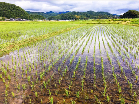 【新米】令和6年産 京都丹後コシヒカリ 10kg