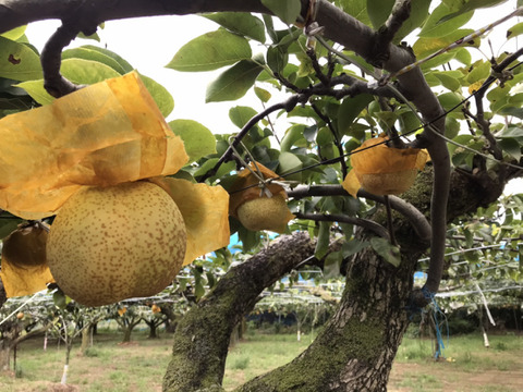 【白梨】3kg(6玉)☆時間指定可☆シャリ感のあるさわやかな甘さが特徴の梨です!【家庭用】