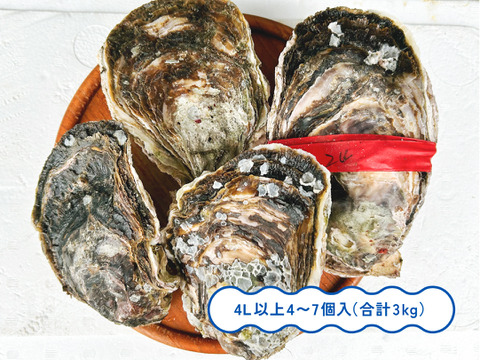 【最旬！父の日に！】超特大！クリーミーが止まらない岩牡蠣(3kg入) 島根町野井産