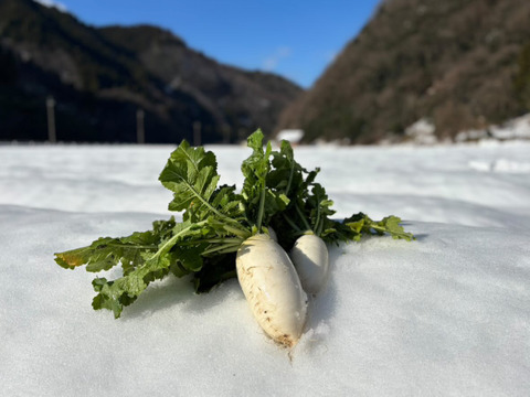 【味グルメ大根７本】雪の下で甘みを蓄えました。雪中大根。