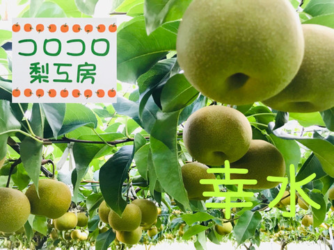 【贈答用幸水梨5kg】甘い‼️まるで梨ジュース💦(中玉14~16個入)✨️ひとつひとつ色付きを確認して樹上完熟で収穫します😋鮮度を保つため早朝に収穫しクール便でお届け🚚【夏ギフト】