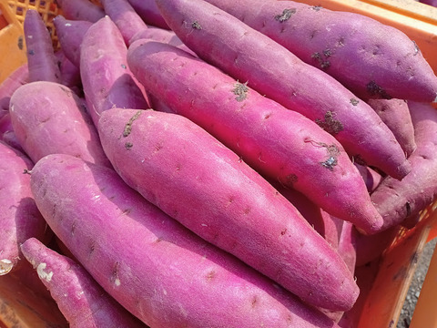 今年掘りたてさつまいも、秋のはじまり。超新鮮べにはるか！２０キロ