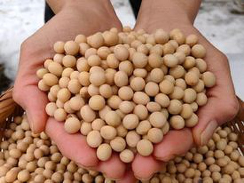 【自然栽培】ホクホク甘い大豆　18kg