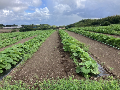 【お得用】有機JAS　ホクホクあまーい　オーガニックかぼちゃ