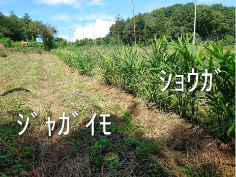 【ちょっと訳有❗】野菜セット（ジャガイモ、にんにく、新生姜）
大きさ色々　60サイズ　1.8㎏