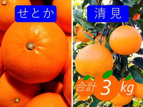 【柑橘食べ比べ】せとか＋清見 合計3kg《家庭用》