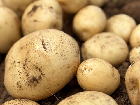 デジマ｜ホクホク旨味が濃い新じゃが 皮ごと食べられる島じゃがいも ４kg