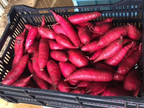 【ほくほく・ねっとり食べ比べ】【新潟しただ産のさつまいも3kg（紅はるか2kg×紅あずま1kg）】パクパクおやつサイズ#紅はるか#３ヵ月熟成保管#農薬低減栽培#早く焼ける