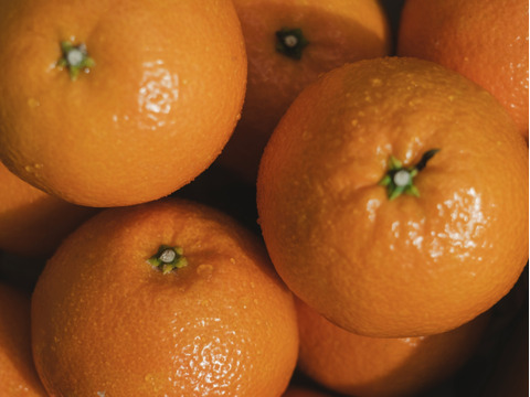 プリプリの大粒果肉【伊予柑 3kg】愛媛県産 家庭用