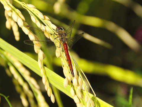 【四万十清流育ち】おばあちゃんが泣いた品種登録にない幻のお米「四万十村」３ｋｇ 農薬不使用 自然栽培 四万十産