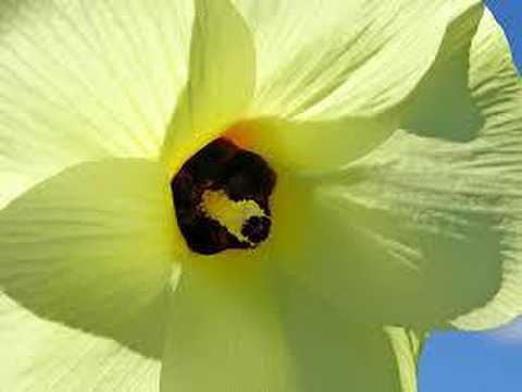 夏の旬❇︎❇︎❇︎　花オクラ（トロロアオイ）でお花を楽しむ♫（エディブルフラワーです）１5個前後