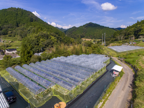 ☆予約注文☆ 皮ごと丸ごと！広島県産ナガノパープル１房【約400g】（８月下旬順次発送）