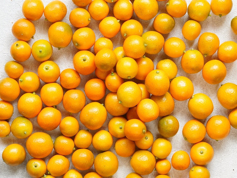 【加工用】南国土佐 完熟金柑お試し１ｋｇ 大小混合サイズ 農薬不使用 自然栽培 四万十産