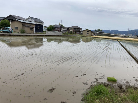食味92点!　最高クラス！令和7年福井産コシヒカリ5㎏（玄米）