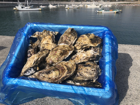 東北有数の牡蠣の名産地志津川より　ご注文受け付け後水揚げ！7月のみ加熱用とさせて頂きます。 真牡蠣3kg(kg/6~9個)　ラムサール条約湿地志津川湾より漁師直送！