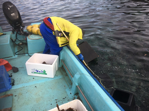 【福袋】たみこの海セット！数量限定　訳あり活あわび3杯