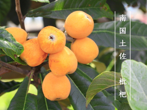 樹上完熟】南国土佐 完熟びわ L玉500g以上 農薬不使用 自然栽培