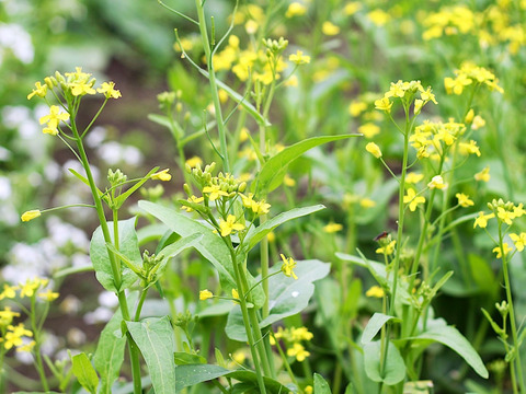 【受注収穫】四万十カブ「絹はだ美人」お試し１ｋｇ（２～３玉） 農薬不使用 自然栽培 四万十産