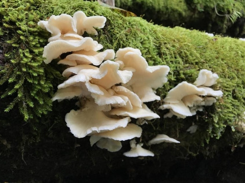 ぶなかのか(ぶなはりたけ)１ｋｇ以上～ お味噌汁・油炒め・煮物に最適