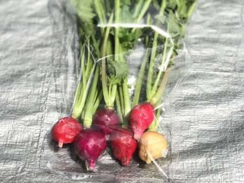 京都産 新玉ねぎ2種と葉物野菜セット6品目【漢方栽培】・有機肥料使用