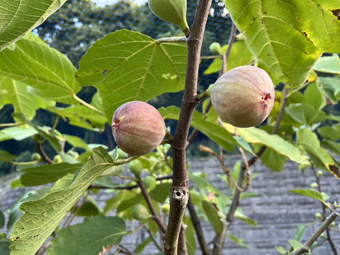 【ご家庭用】【蓬莱柿】広島県竹原市産露地いちじく約1.5kg（15個前後）