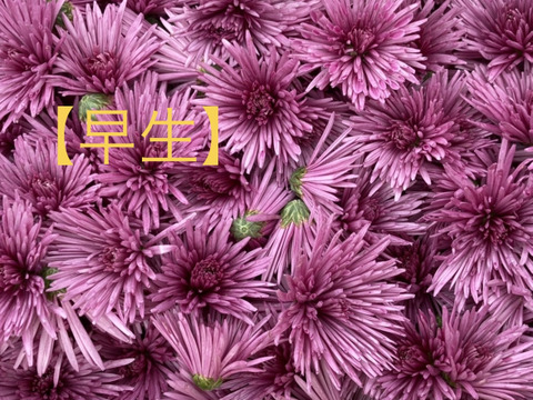 食用菊『かきのもと』☆食べれるお花☆秋にしか味わえないシャキシャキ食感！どうぞお楽しみくださ〜い♪( ´▽｀)   【1kg】