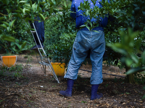 【とくしま県産】贈答用におすすめ！ 特選神山すだち1kg
