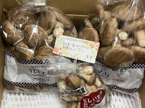 【使いやすい大きさの椎茸１kg】使い勝手のよい5㎝位のしいたけ！軸までおいしい！