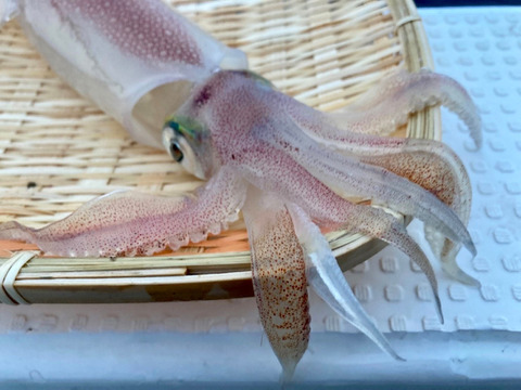 希少 30cm 40cm大剣 一本物の破壊力 イカの女王 一本釣りした ケンサキイカ 350g 400g 冷凍真空 山口県産の貝類 食べチョク 産地直送 産直 お取り寄せ通販 農家 漁師から旬の食材を直送