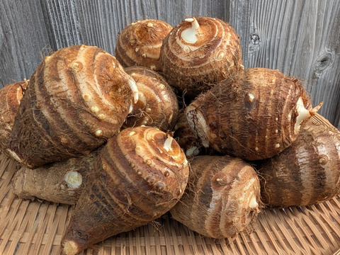 《ねっとり、しっとり》里芋２KG 五島列島産 栽培期間中農薬/化学肥料不使用 サトイモ