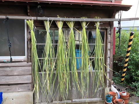 佐渡島産 まこも茶 50g（真菰筍）【栽培期間中農薬・肥料不使用】