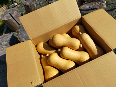 甘くてなめらか！バターナッツかぼちゃ 少し大きめサイズ【4.0㎏（700g‐900g/個）】