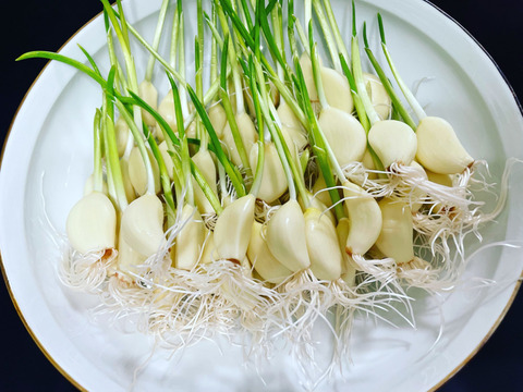ニンニクスプラウト粉末　発芽にんにく粉末　50g  にんにく