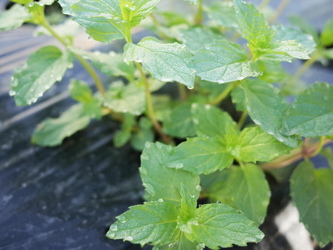 採れたて！新鮮スペアミント 100g 【農薬化学肥料不使用】