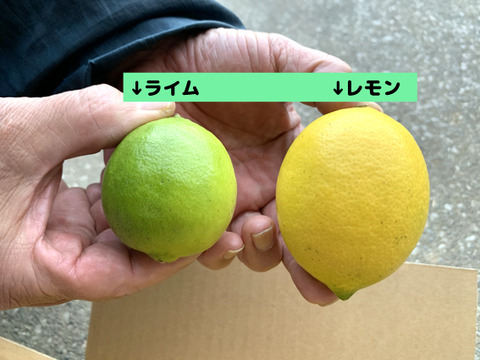 ドリンク&料理に！国産マイヤーレモン＋ライム５個(3kg）