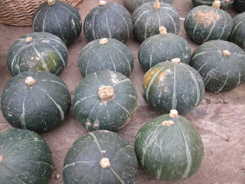 【8名限定・自然栽培】ホクホクで甘い 北海道産 小玉かぼちゃ 3～4kg