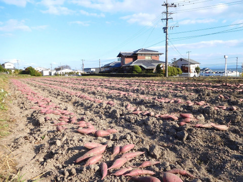 ねっとり甘～い♪「冷やし焼き芋」1.4kg（大分県産自然栽培べにはるか使用・冷凍便）