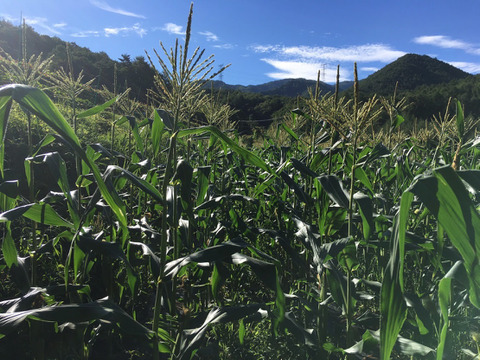 2025年8月下旬発送[自然栽培]朝採れ！程よい甘みのとうもろこしキャンベラ3本セット