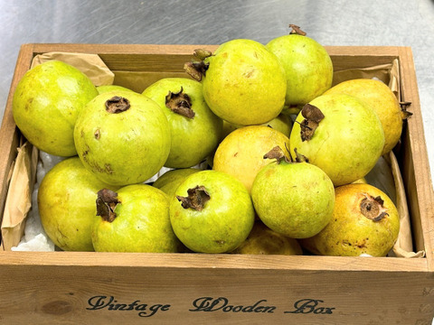 果実と砂糖だけで作った贅沢な味【グアバ柑橘シロップ】180ml