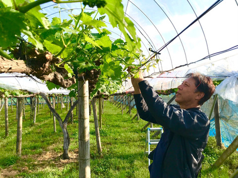 ぶどうの宝石箱シャインマスカットとニューピオーネ又はオーロラブラック（一粒14g以上36粒）