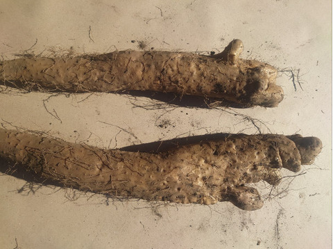 訳有品❗　甘〜いけどかなり凸凹なナガイモ！　大きさ色々　約4kg　
※商品説明をご一読の上、「常温便」、「クール便」をご指定下さいませ。