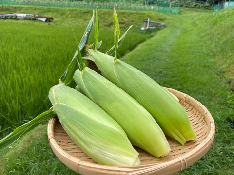 【訳あり】完熟しました！濃厚な甘み！山育ちのトウモロコシ6本