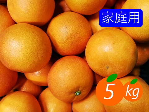 【家庭用】ブラッドオレンジ 5kg 鮮やかな赤い果肉！希少柑橘♫愛媛みかん！！