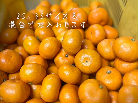 有田みかん　樹上完熟みかん　【小玉】3キロ（箱込み） 家庭用　【上野早生】　極早生みかん